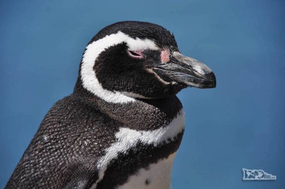 O Pinguim de Magalhães, muito comum na Península Valdés, no litoral da  patagônia argentina